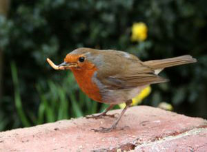 robins robins