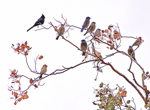Robins sharing their environment