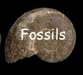 fossils