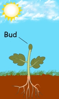 bud